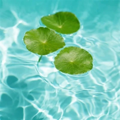 سکن کیئر فارمولیشنز کے لیے صحیح Centella Asiatica Extract کا انتخاب کرنا